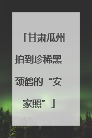 甘肃瓜州拍到珍稀黑颈鹤的“安家照”