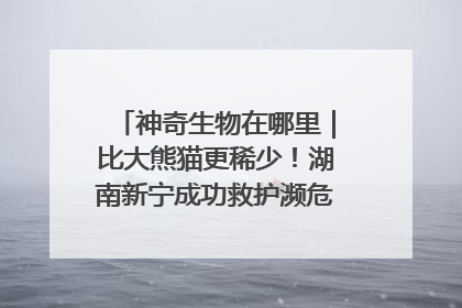神奇生物在哪里｜比大熊猫更稀少！湖南新宁成功救护濒危鸟类海南鳽