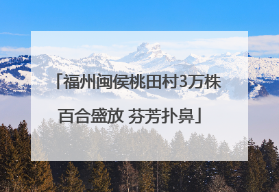 福州闽侯桃田村3万株百合盛放 芬芳扑鼻