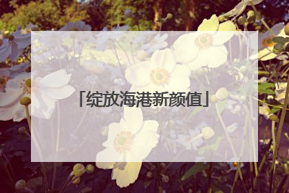 绽放海港新颜值