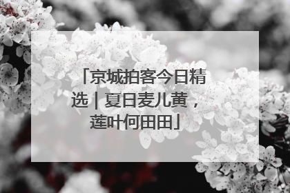 京城拍客今日精选｜夏日麦儿黄，莲叶何田田