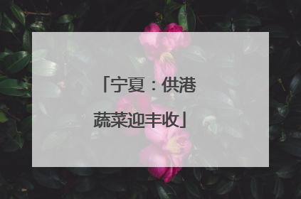 宁夏：供港蔬菜迎丰收