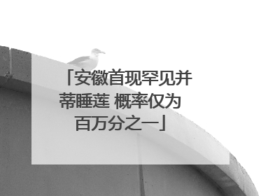 安徽首现罕见并蒂睡莲 概率仅为百万分之一