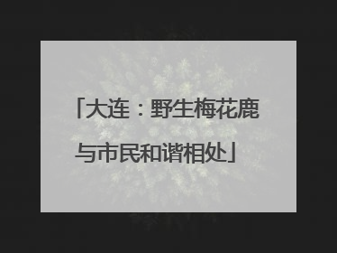 大连：野生梅花鹿与市民和谐相处