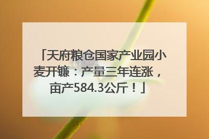 天府粮仓国家产业园小麦开镰：产量三年连涨，亩产584.3公斤！