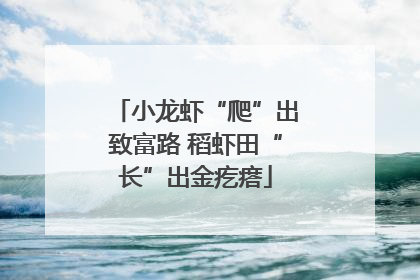 小龙虾“爬”出致富路 稻虾田“长”出金疙瘩