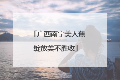 广西南宁美人蕉绽放美不胜收