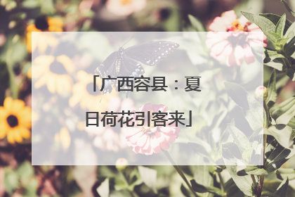 广西容县：夏日荷花引客来
