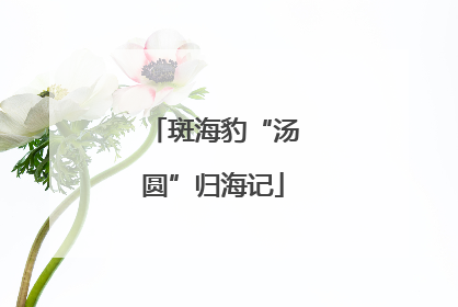 斑海豹“汤圆”归海记