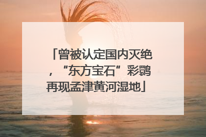 曾被认定国内灭绝，“东方宝石”彩鹮再现孟津黄河湿地