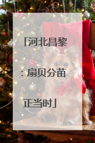河北昌黎：扇贝分苗正当时