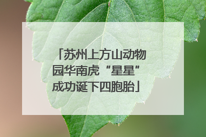 苏州上方山动物园华南虎“星星”成功诞下四胞胎