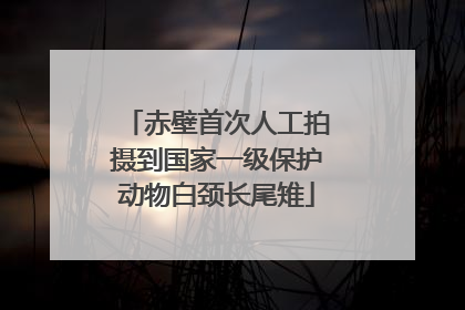 赤壁首次人工拍摄到国家一级保护动物白颈长尾雉
