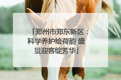 郑州市郑东新区：科学养护绘荷韵 盛景迎客绽芳华