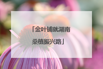 金叶铺就湖南桑植振兴路