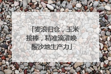 麦浪归仓，玉米接棒，精准滴灌唤醒沙地生产力
