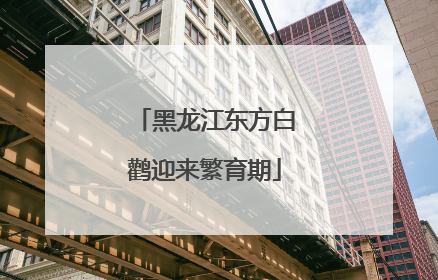 黑龙江东方白鹳迎来繁育期