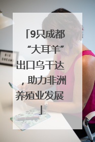 9只成都“大耳羊”出口乌干达，助力非洲养殖业发展